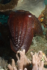 Raja Ampat 2016 - Sepia latimanus - Broadclub cuttlefish - Seiche - IMG_5694_rc